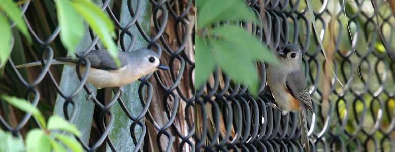 [On the left the bird is perched within a section of wire chainlink fence such that its tail is on the left side of the fence and the rest of the body is on the right side and we see its complete right side. The bird has a tan belly with grey feathers on its head and back. It has a black eye, black pointy bill and a few black feathers on the outer edge of its wing. In the right image, the bird is fully on the right side of the fence and faces the camera. The bird has a patch of reddish-brown under the edge of its wing. While a tufted titmouse should have a tuft on the crown of its head, this one does not.]